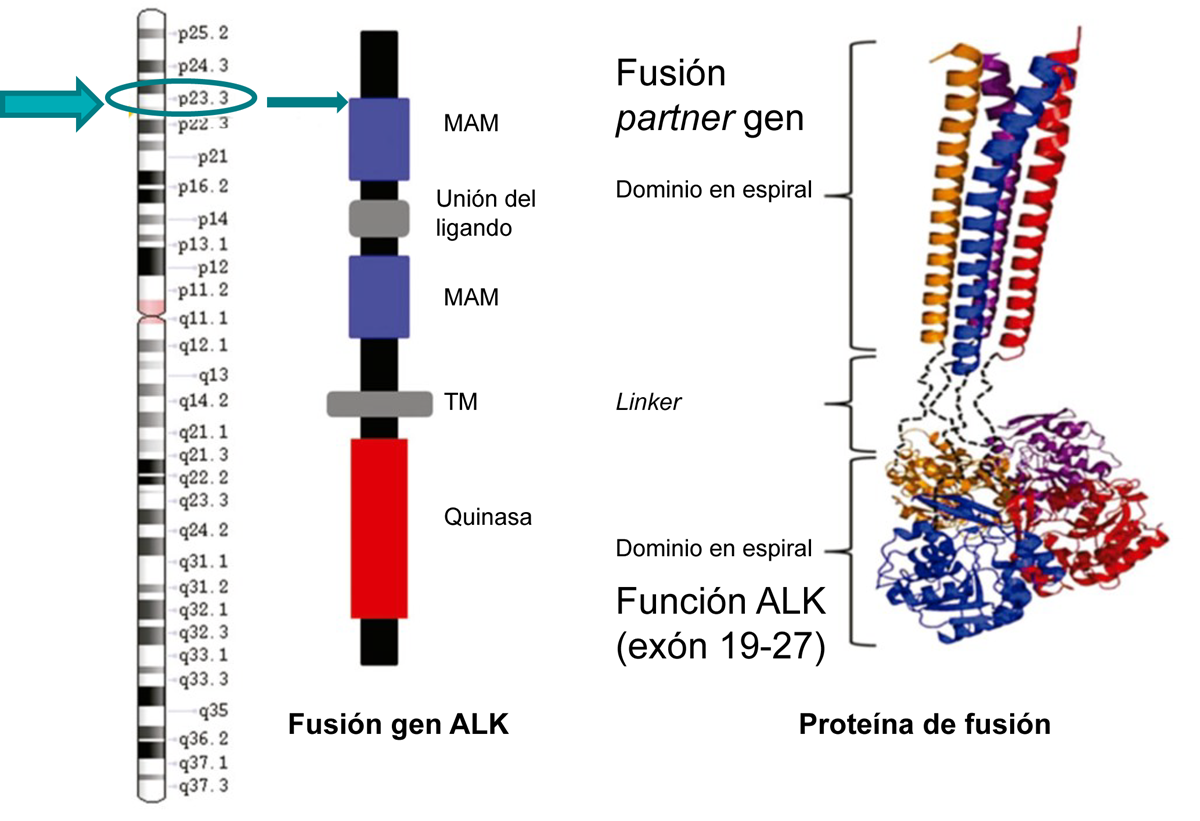Estructura proteína ALK y dominio proteína de fusión