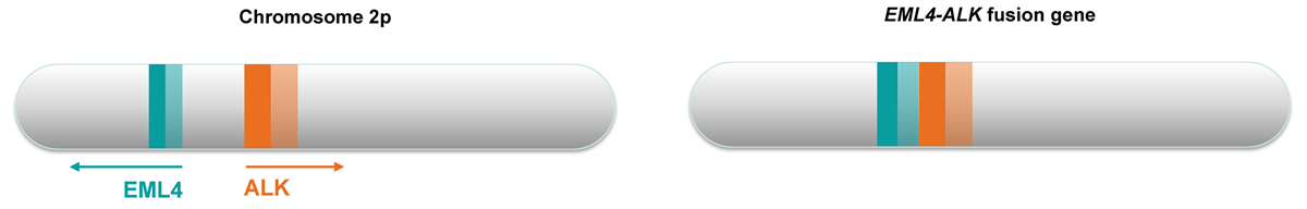 Estructura proteína ALK y dominio proteína de fusión